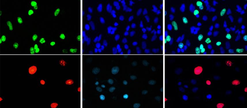 flow cytometry assay kit