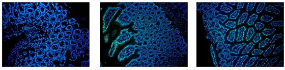 Cell Proliferation Kit