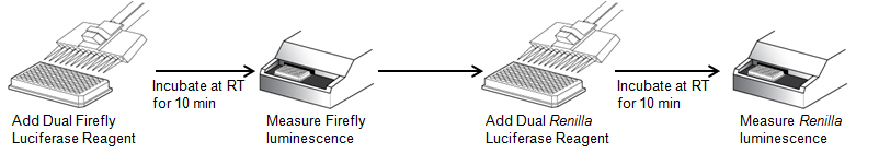 luciferase assay kits