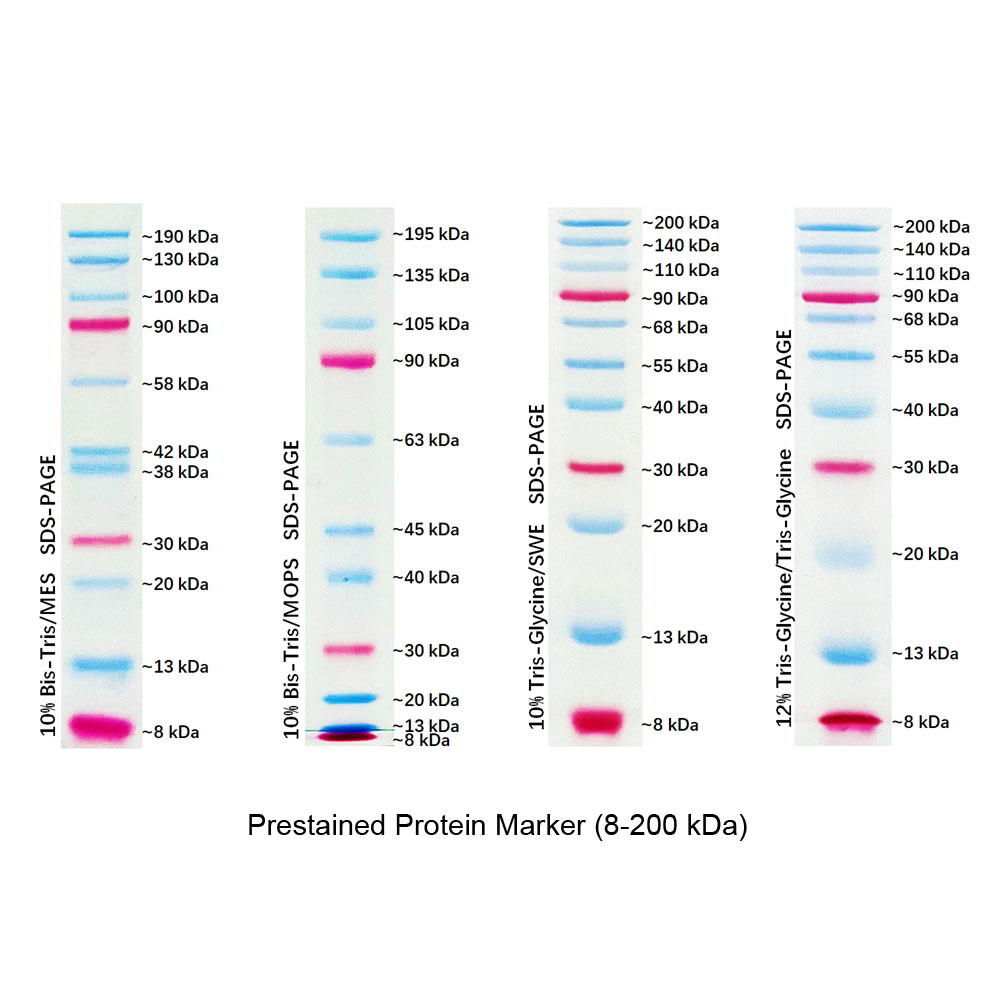 protein ladder