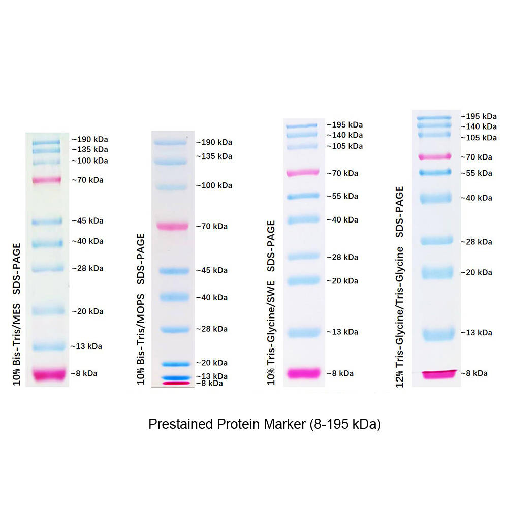 protein standard