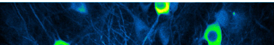 Cell Structure Stains